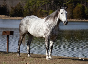 Perszeron, Wałach, 10 lat, 163 cm, Siwa jabłkowita