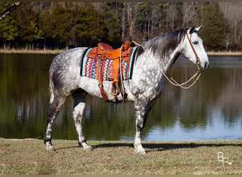 Perszeron, Wałach, 10 lat, 163 cm, Siwa jabłkowita