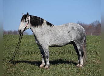 Perszeron, Wałach, 10 lat, 163 cm, Siwa