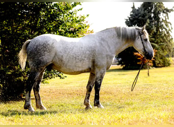 Perszeron, Wałach, 10 lat, 175 cm, Siwa jabłkowita