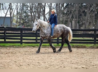 Perszeron, Wałach, 11 lat, 170 cm, Siwa jabłkowita