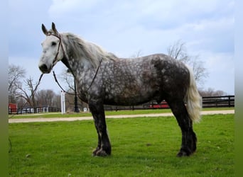 Perszeron, Wałach, 11 lat, 170 cm, Siwa jabłkowita