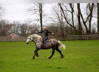 Perszeron, Wałach, 11 lat, 170 cm, Siwa jabłkowita