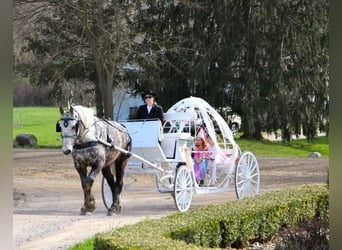 Perszeron, Wałach, 11 lat, 170 cm, Siwa jabłkowita