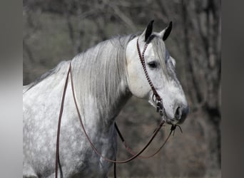 Perszeron, Wałach, 12 lat, 163 cm, Siwa