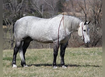 Perszeron, Wałach, 12 lat, 163 cm, Siwa