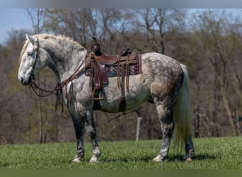 Perszeron, Wałach, 14 lat, 173 cm, Siwa jabłkowita