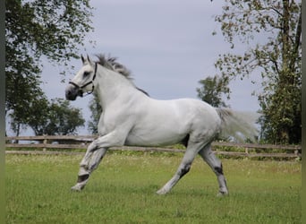 Perszeron, Wałach, 15 lat, 173 cm, Siwa