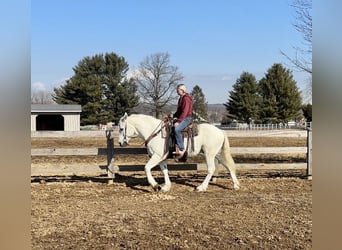 Perszeron Mix, Wałach, 16 lat, 163 cm, Siwa