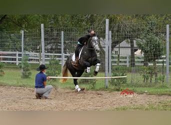 Perszeron, Wałach, 4 lat, 157 cm, Siwa jabłkowita