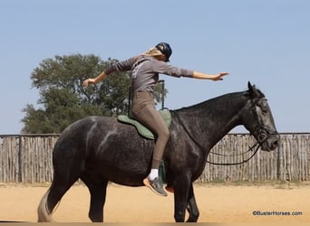 Perszeron, Wałach, 4 lat, 165 cm, Siwa