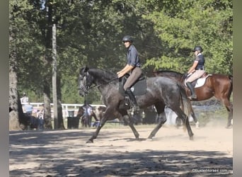 Perszeron, Wałach, 4 lat, 165 cm, Siwa