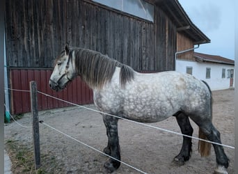 Perszeron, Wałach, 5 lat, 164 cm, Siwa jabłkowita