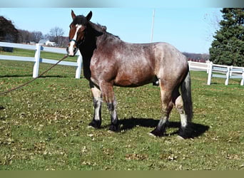 Perszeron, Wałach, 5 lat, 170 cm, Gniadodereszowata