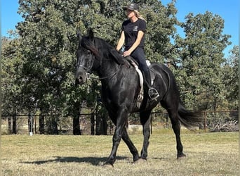 Perszeron, Wałach, 6 lat, 165 cm, Kara