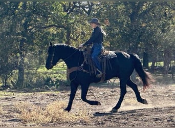 Perszeron, Wałach, 6 lat, 165 cm, Kara
