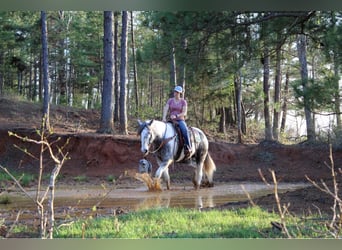 Perszeron, Wałach, 6 lat, 165 cm, Siwa