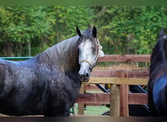 Perszeron, Wałach, 6 lat, 170 cm, Siwa jabłkowita