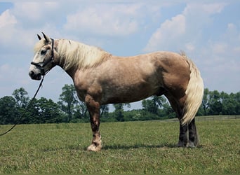 Perszeron, Wałach, 6 lat, 175 cm, Siwa