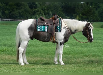 Perszeron Mix, Wałach, 7 lat, 160 cm, Karodereszowata