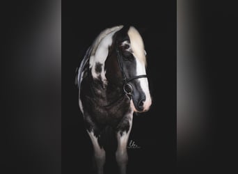 Perszeron Mix, Wałach, 7 lat, 160 cm, Karodereszowata
