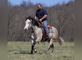 Perszeron, Wałach, 7 lat, 160 cm, Siwa