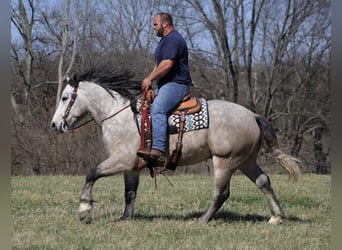 Perszeron, Wałach, 7 lat, 160 cm, Siwa