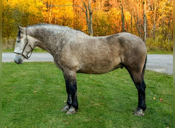 Perszeron, Wałach, 7 lat, 180 cm, Siwa