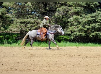 Perszeron, Wałach, 8 lat, 157 cm, Siwa jabłkowita