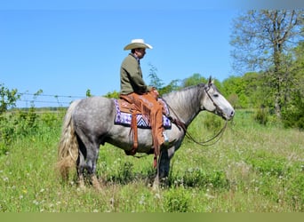 Perszeron, Wałach, 8 lat, 157 cm, Siwa jabłkowita