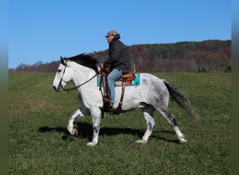 Perszeron, Wałach, 9 lat, 163 cm, Siwa