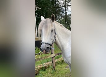 Peruvian Paso, Gelding, 11 years, 15.1 hh, Grey