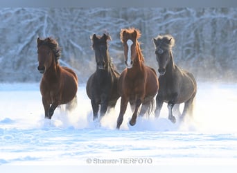 Peruvian Paso Mix, Gelding, 5 years, 14,2 hh, Chestnut-Red