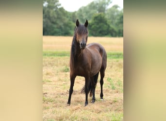 Peruvian Paso, Mare, 10 years, 14.1 hh, Brown