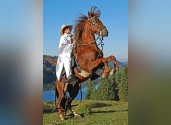 Peruvian Paso, Stallion, 18 years, 14,2 hh, Chestnut-Red