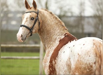 Appaloosa, Étalon, 6 Ans, 172 cm, Alezan cuivré