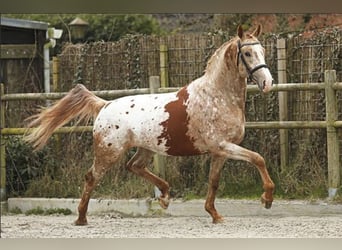 Appaloosa, Étalon, 6 Ans, 172 cm, Alezan cuivré