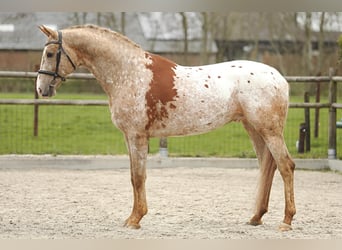 Appaloosa, Hengst, 6 Jahre, 172 cm, Rotfuchs