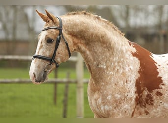 Appaloosa, Hengst, 6 Jahre, 172 cm, Rotfuchs