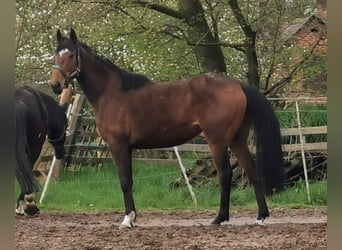 Petit cheval de selle allemand, Étalon, 1 Année, 134 cm, Bai