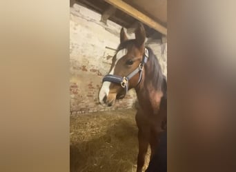 Petit cheval de selle allemand, Étalon, 1 Année, 140 cm, Bai