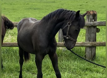 Petit cheval de selle allemand, Étalon, 1 Année, 145 cm, Bai brun foncé
