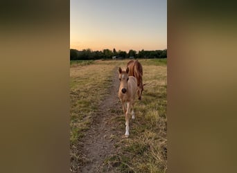 Petit cheval de selle allemand, Étalon, 1 Année, 155 cm, Palomino