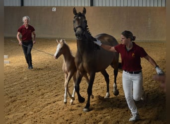 Petit cheval de selle allemand, Étalon, 1 Année, Palomino