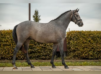 Petit cheval de selle allemand, Étalon, 2 Ans, 157 cm, Gris