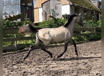 Petit cheval de selle allemand, Étalon, 2 Ans, 160 cm, Isabelle