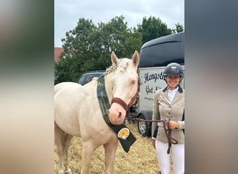 Petit cheval de selle allemand, Étalon, 7 Ans, 156 cm, Cremello