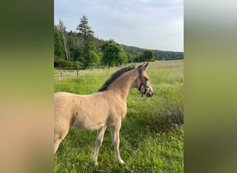 Petit cheval de selle allemand, Étalon, Poulain (04/2026), 155 cm, Buckskin