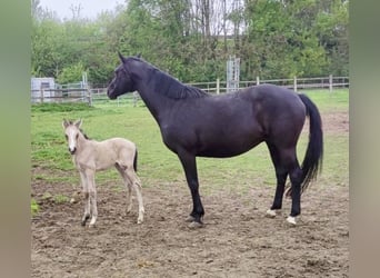 Petit cheval de selle allemand, Étalon, Poulain (04/2026), 165 cm, Buckskin