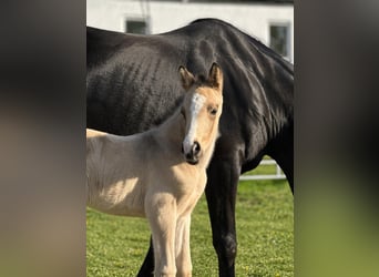Petit cheval de selle allemand, Étalon, Poulain (04/2026), 165 cm, Buckskin